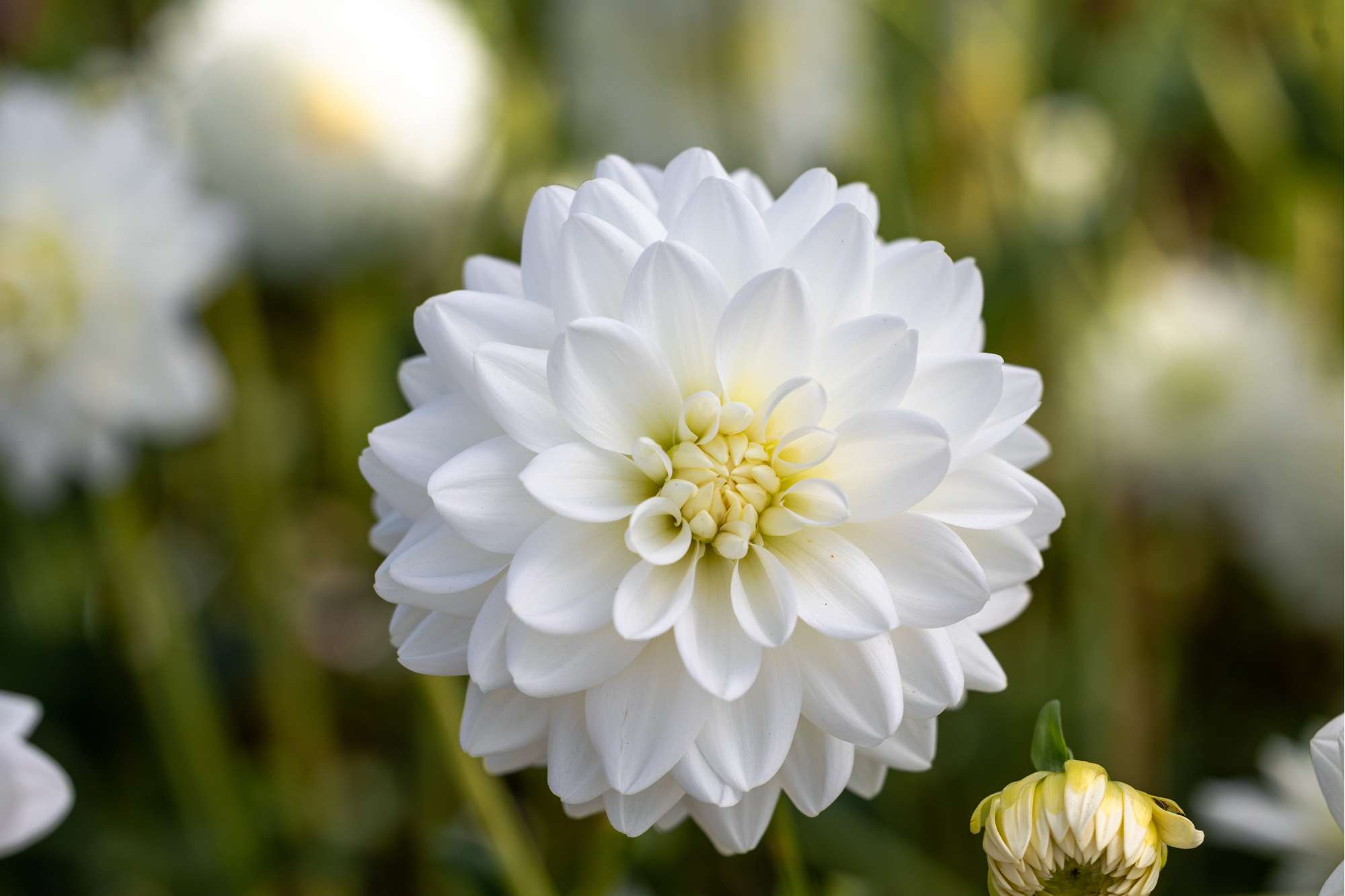 Dahlia 'Porcelain'
